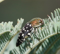 Diphucrania leucosticta