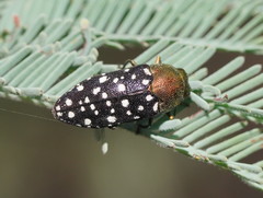 Diphucrania leucosticta