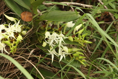 Cyrtorchis