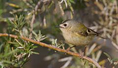 Regulus regulus teneriffae