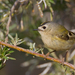 Tenerife Goldcrest - Photo (c) Paul Cools, some rights reserved (CC BY-NC), uploaded by Paul Cools