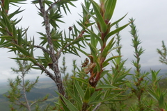 Cliffortia lanceolata