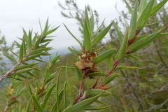Cliffortia lanceolata