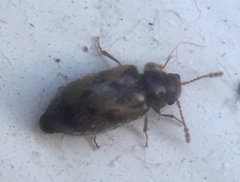 Phloiophilus edwardsii