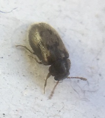 Phloiophilus edwardsii