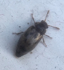 Phloiophilus edwardsii