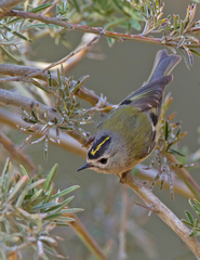 Regulus regulus teneriffae