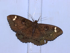 Erebus hieroglyphica