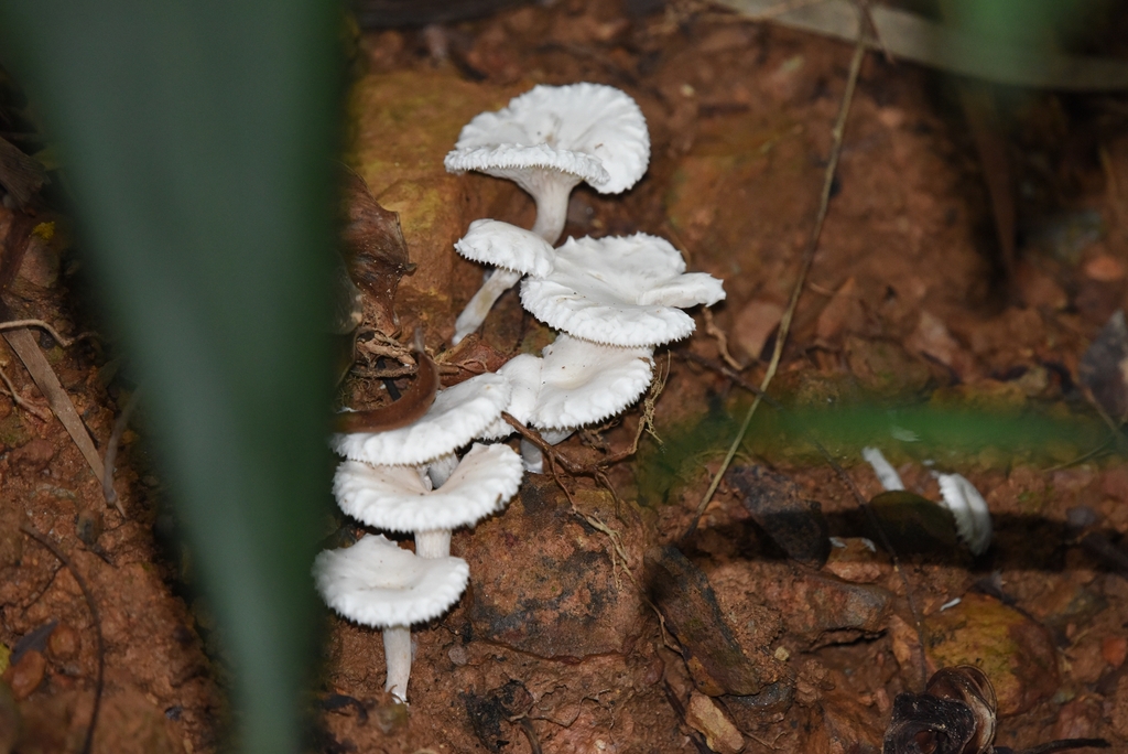 Clitopilus crispus · August 2023 · photo: © zinogre (iNaturalist, cc-by-sa)
