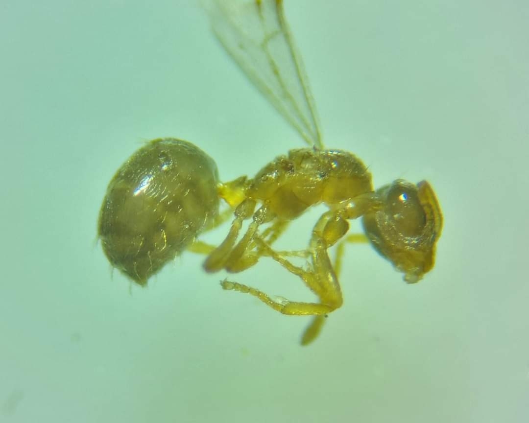 Plagiolepis ampeloni