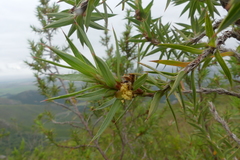 Cliffortia lanceolata