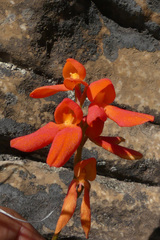 Disa cardinalis