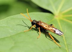 Tenthredo campestris