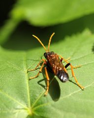 Tenthredo campestris
