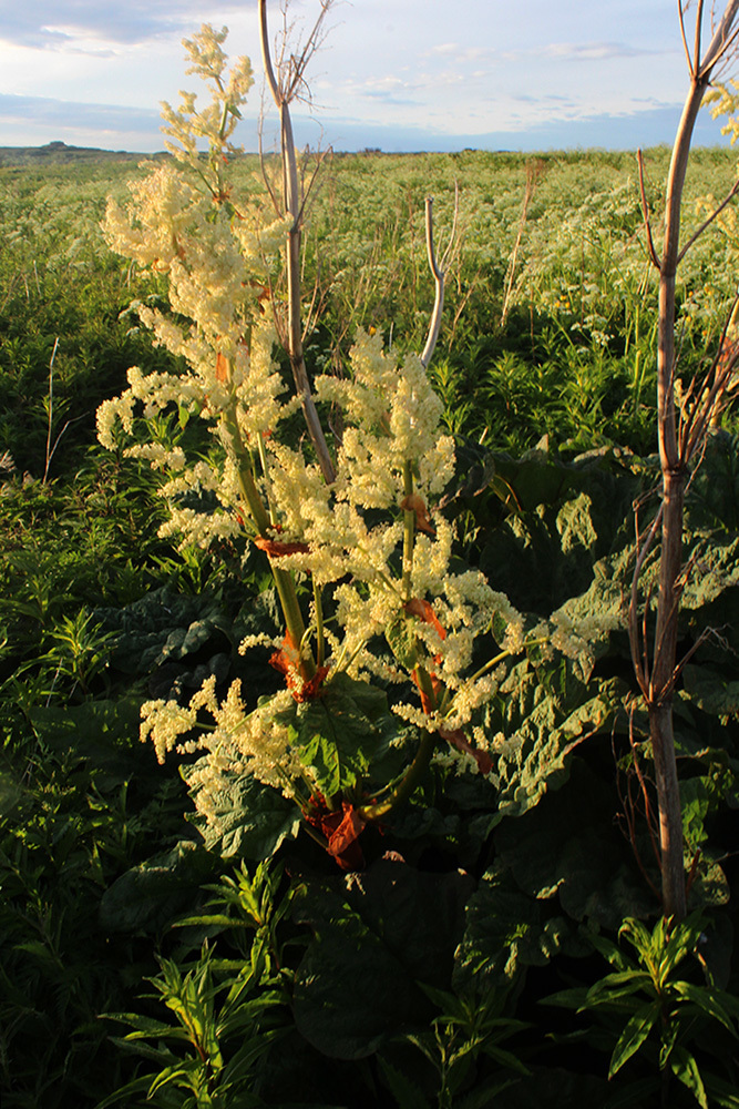 Rhubarb
