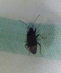 Neolethaeus tenebrosus