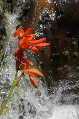 Disa cardinalis