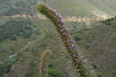 Echium pininana