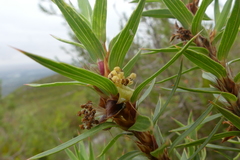 Cliffortia lanceolata