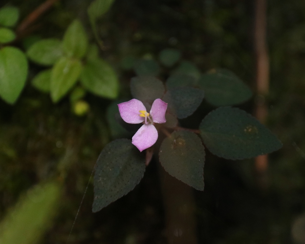 Sonerila silvatica