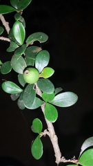 Hyperacanthus grevei