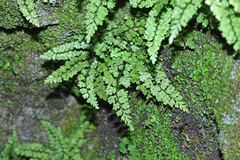 Asplenium tenuicaule