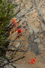 Disa cardinalis