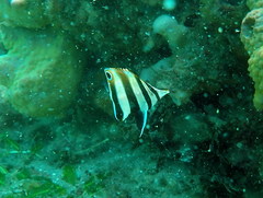 Chelmonops truncatus