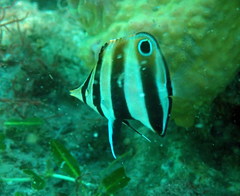 Chelmonops truncatus