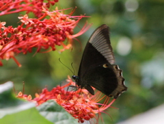 Papilio buddha