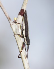Rhinotia suturalis