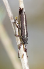 Rhinotia suturalis