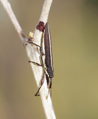 Rhinotia suturalis
