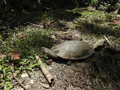 Phrynops geoffroanus