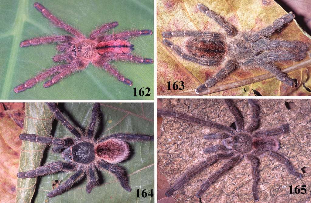 Iridopelma oliveirai