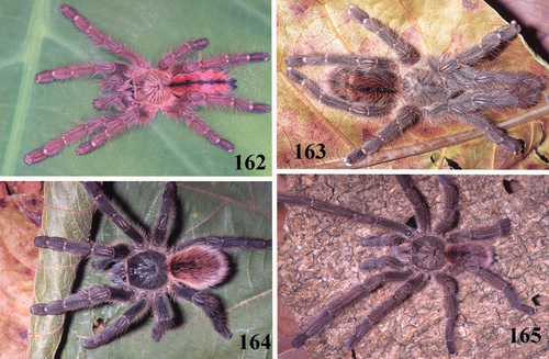 Iridopelma oliveirai