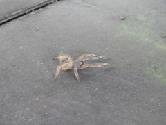 Phoneutria boliviensis