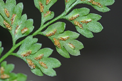 Asplenium tenuicaule
