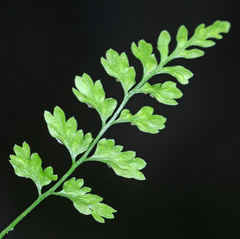 Asplenium tenuicaule