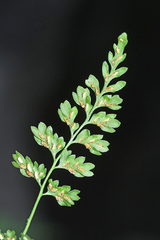Asplenium tenuicaule