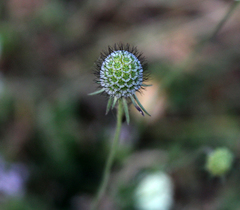 Scabiosa bipinnata