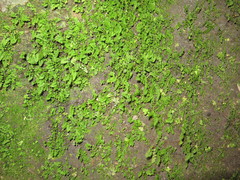 Asplenium tenuicaule