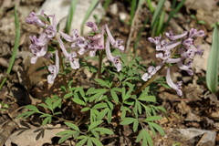 Corydalis tarkiensis