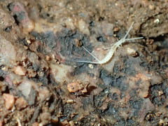Diplura