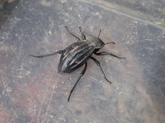 Stenomorpha costipennis