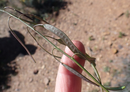 Image of Heliophila crithmifolia by (c) Nicola van Berkel, some rights reserved (CC BY-SA)