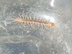Gosibius intermedius