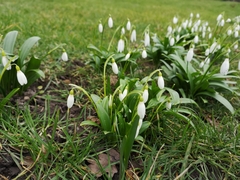 Galanthus woronowii