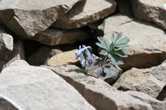 Corydalis alpestris