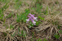 Corydalis conorhiza